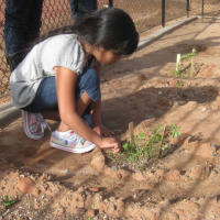 WSS-Garden1